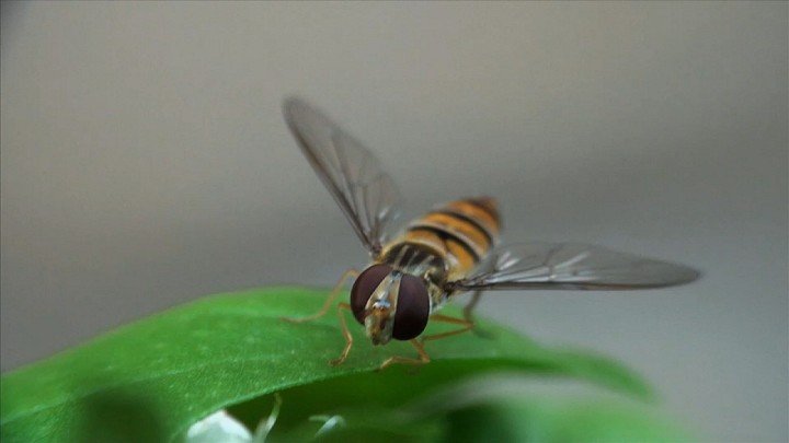 Insects