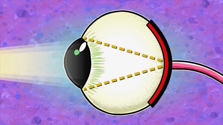 Senses: Sight