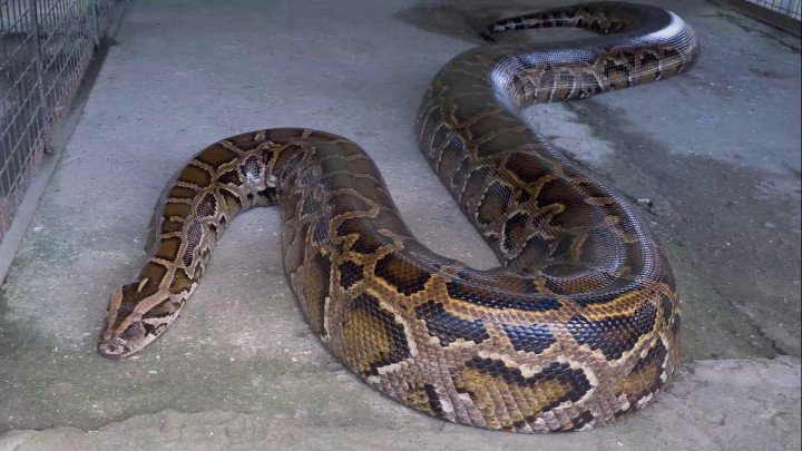 Reptiles