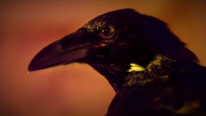Edgar Allan Poe’s The Raven