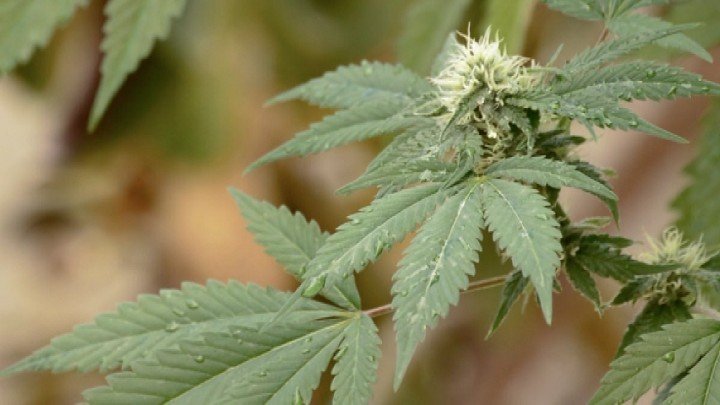 Effects of Weed on Your Body and Brain