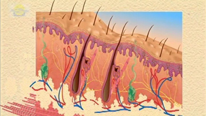 Tissues & the Integumentary System