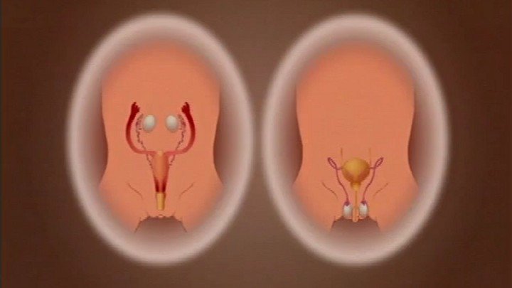 The Reproductive Systems