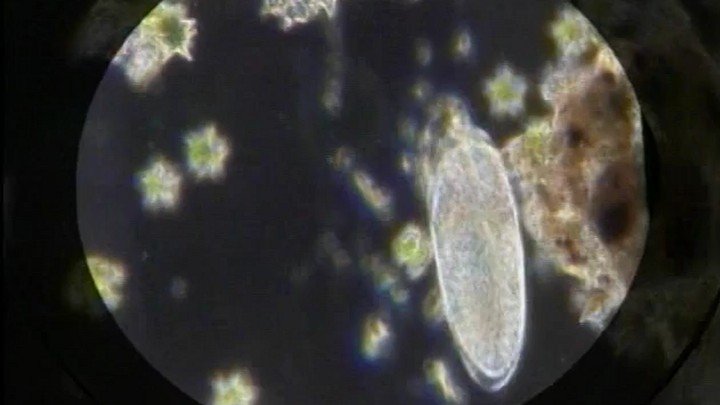Viruses, Bacteria, and Protistans