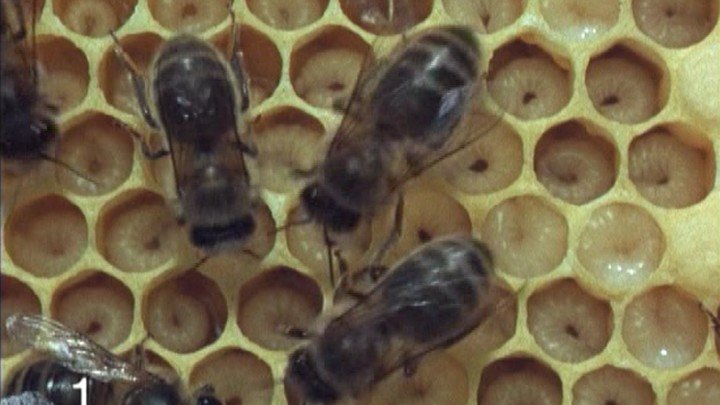 Bees