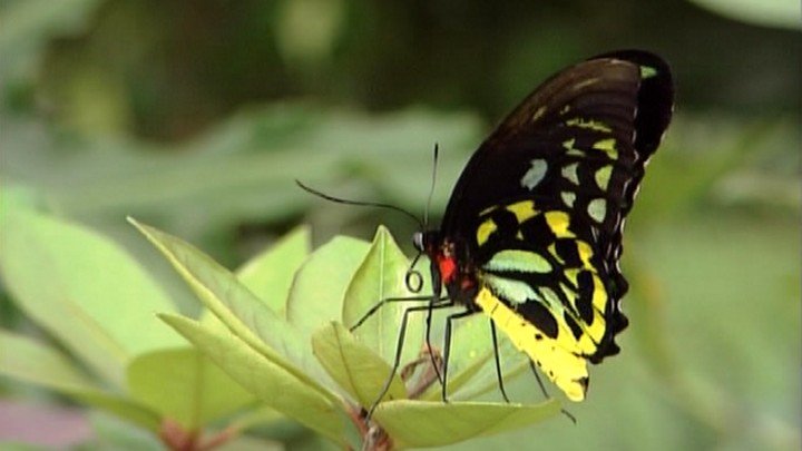 Life Cycles of the Butterfly – 8-11