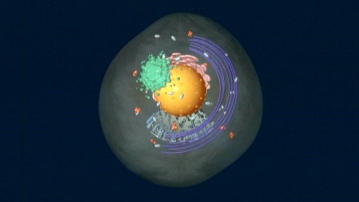 The Cell – How it Works