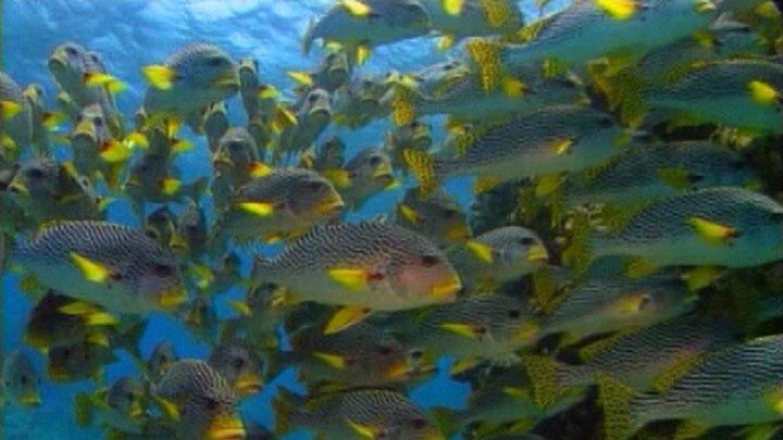 Ecotourism