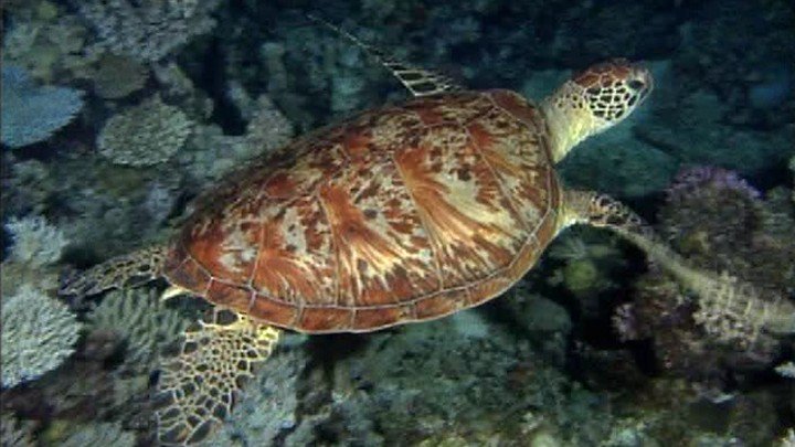 Australia’s Threatened Plants & Animals