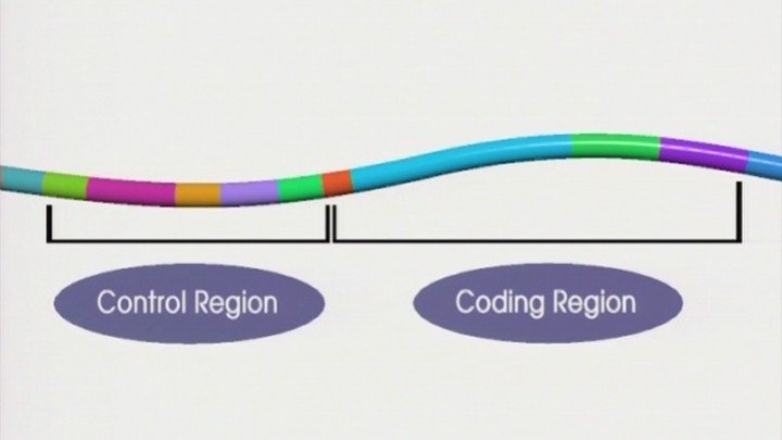 Gene Technology in Agriculture