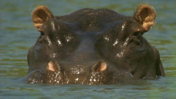 Hippopotamuses and their Environment
