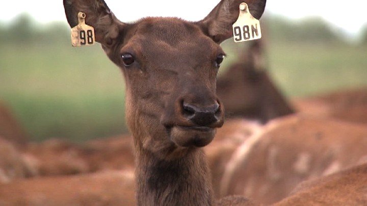 Elk Personality