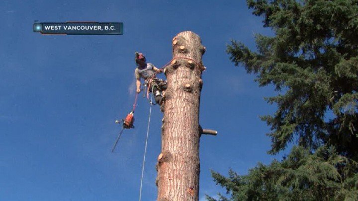 Extreme Arborists