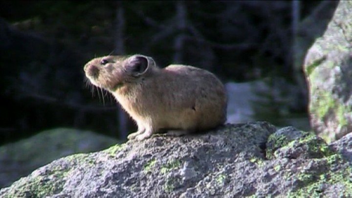 Pika Sounds