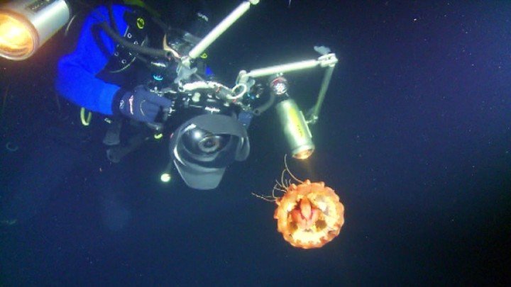 Deep Sea Jellyfish