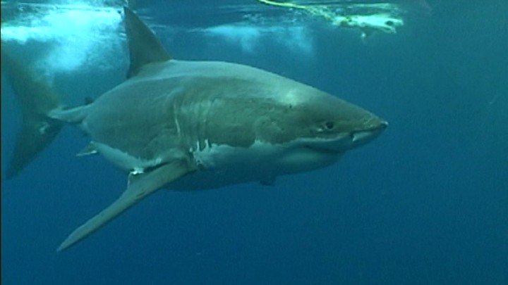 Shark Repellent