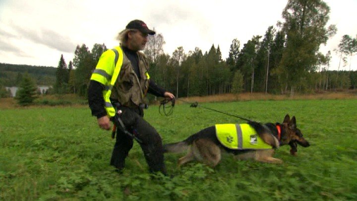 Ore Dogs