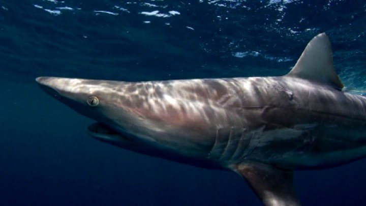 Shark Tagging