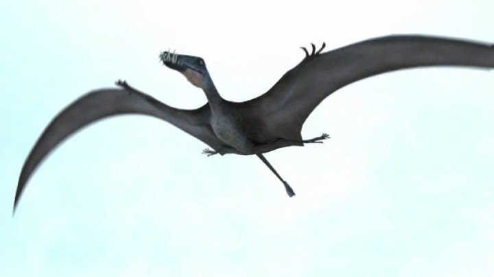 Pterosaur Wind Tunnel