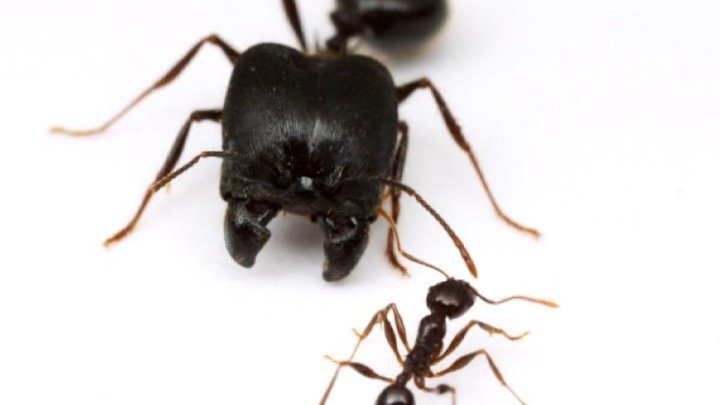 Supersoldier Ants