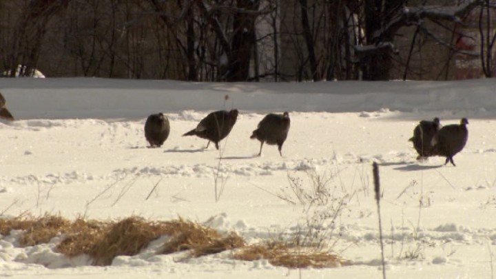 Wild Turkey Chase