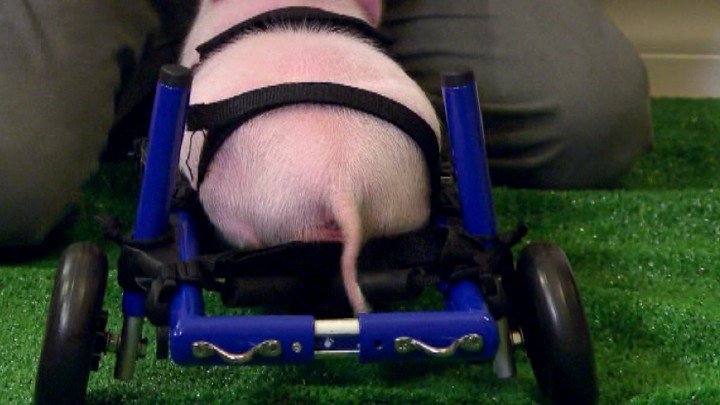 Chris P. Bacon