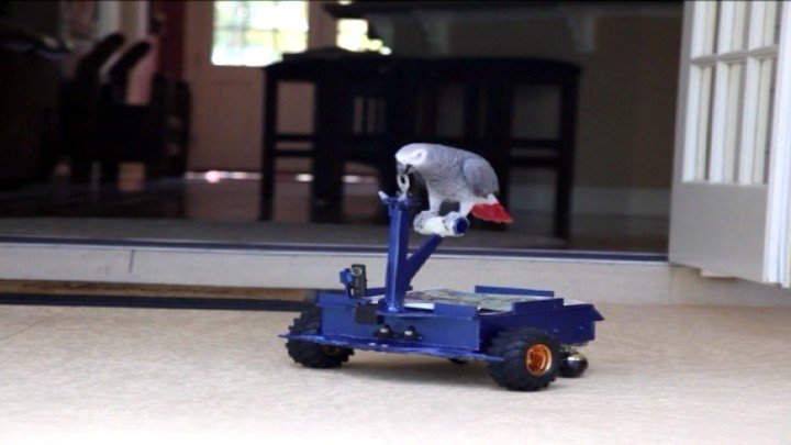 Bird Buggy