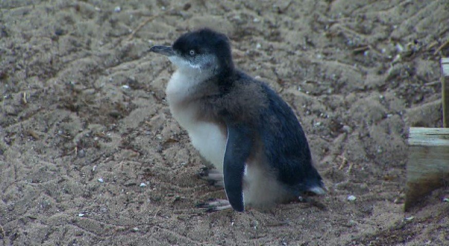 Penguin Weighbridge