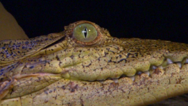 Turkey Point Crocs