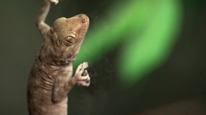 Riskin’s Business: Geckos
