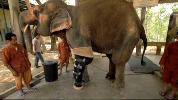 Elephant Prosthetics