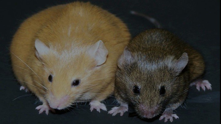 Are You What Your Mother Ate? The Agouti Mouse Study