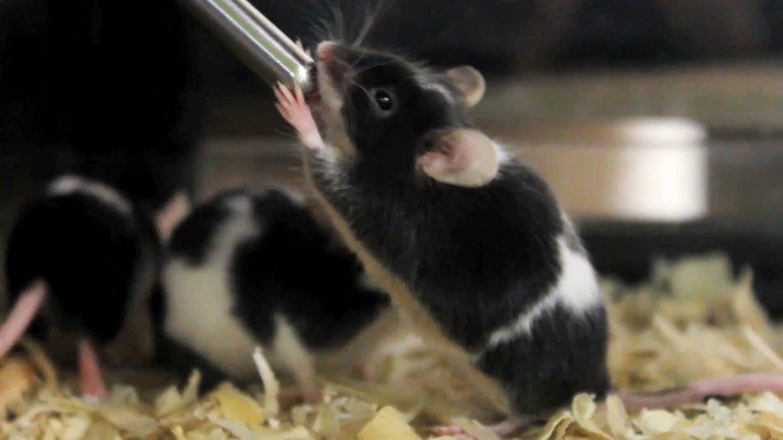 Using Non-Human Animals in Research