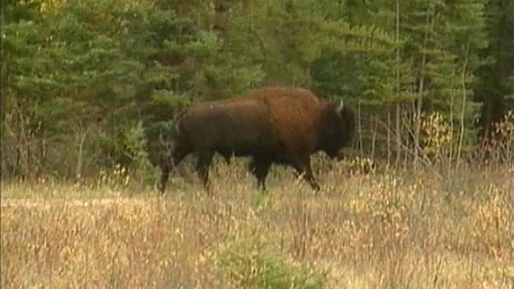 On the Border – Wood Buffalo, Northwest Territories
