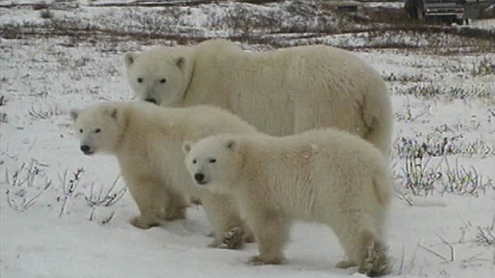 The Polar Bear’s Path – Churchill, Manitoba