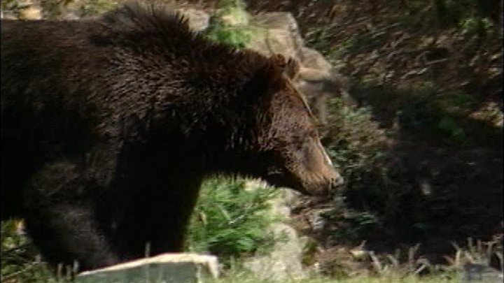 Tracking Grizzlies – Alberta’s Rockies