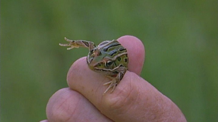 Fredericton: High Tides and Big Frogs