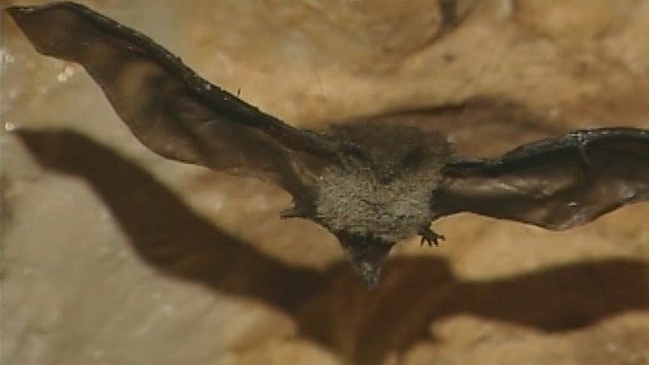 Southern Manitoba: Creepy, Crawly Critters
