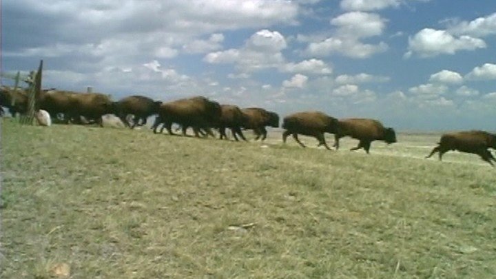 Saskatchewan Critters: Endangered and Extinct Creatures of Saskatchewan