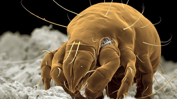 Microscopic Monsters
