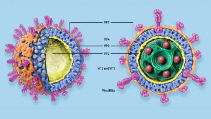 Disease and Treatment