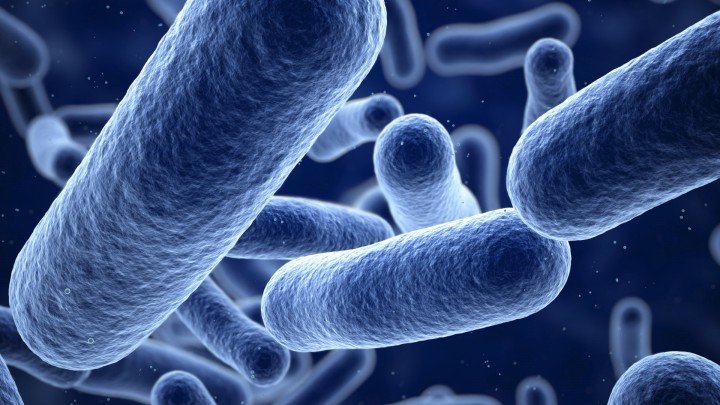 Bacteria