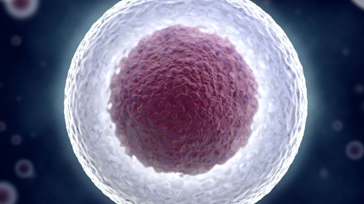 All About Animal Cells – Plant Cells