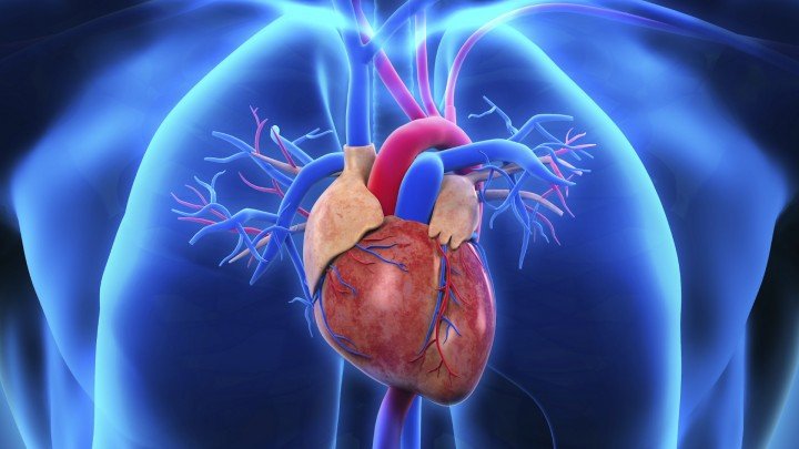 All About The Circulatory System