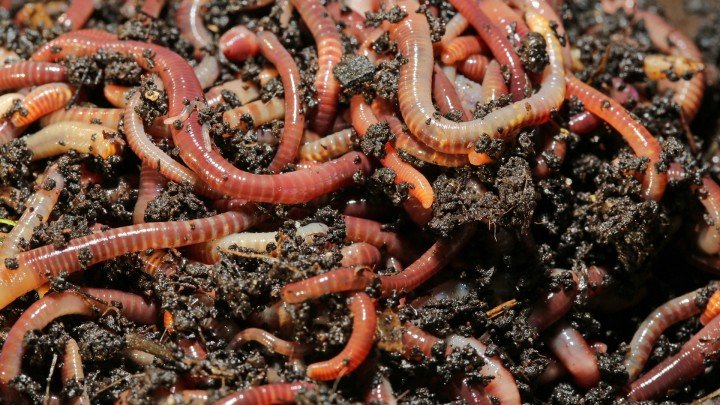 Invertebrates – Sponges, Worms, Mollusks, Arthropods, Echinoderms