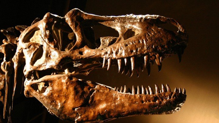 The Fossil Record – Paleozoic, Mesozoic, Cenozoic Eras